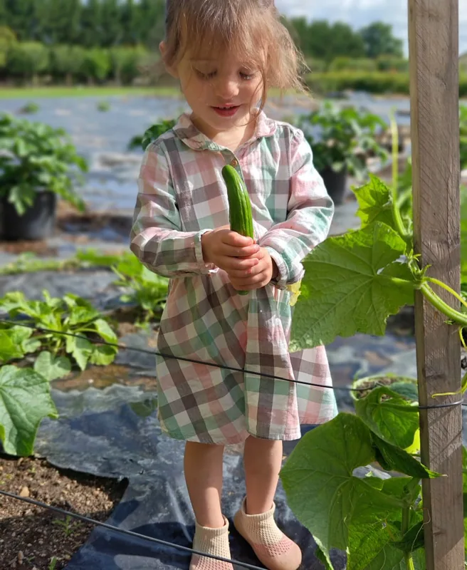 A child holding a freshly picked courgette in the vegetable garden