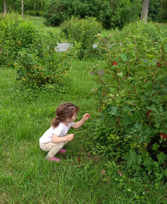 A child foraging along the fruit rows