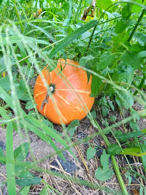 A ripe orange pumpkin among the leaves of the vegetable garden