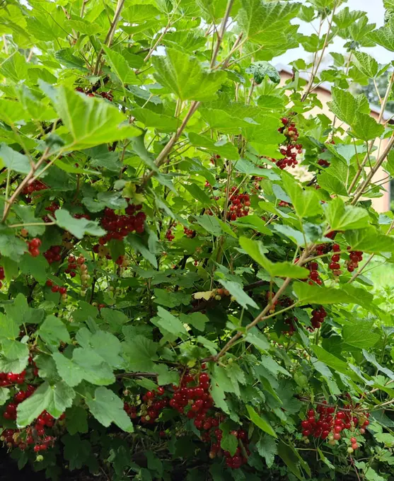 Redcurrants ripening in heavy clusters on the bush