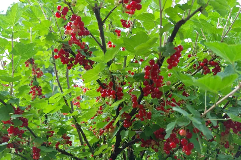 Ripe redcurrants hanging in clusters on the bush