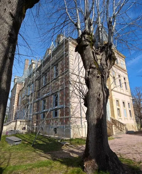 Restoration scaffolding behind a bare winter tree