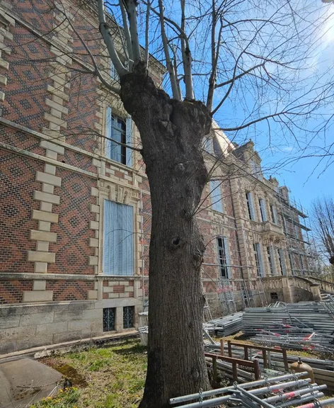 An old tree standing against the scaffolded brick elevation