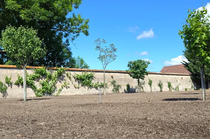 Newly planted young trees along the walled garden wall
