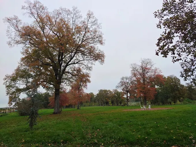 A great tree turning copper on the lawn in autumn