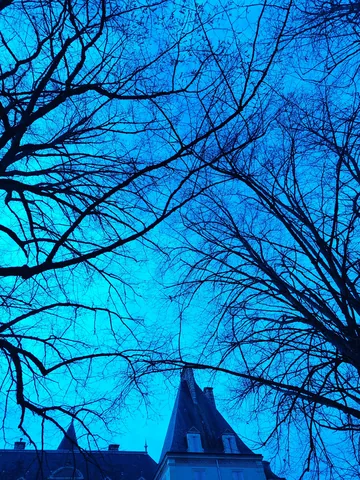 Bare branches and the chateau roofline against deep blue dusk
