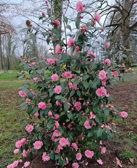 A camellia in heavy pink flower beside the path