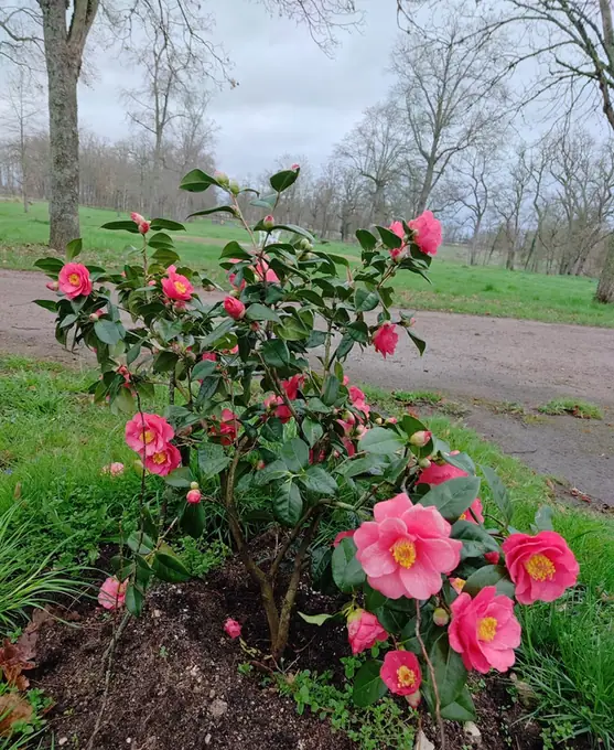 Pink camellias flowering beside the estate path