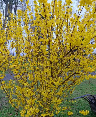 A forsythia bush in bright yellow spring flower