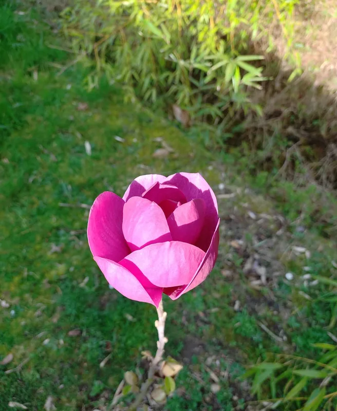 A single magnolia bloom opening on the bank