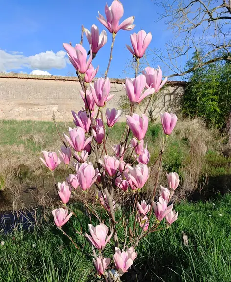 A magnolia in full pink bloom against the garden wall