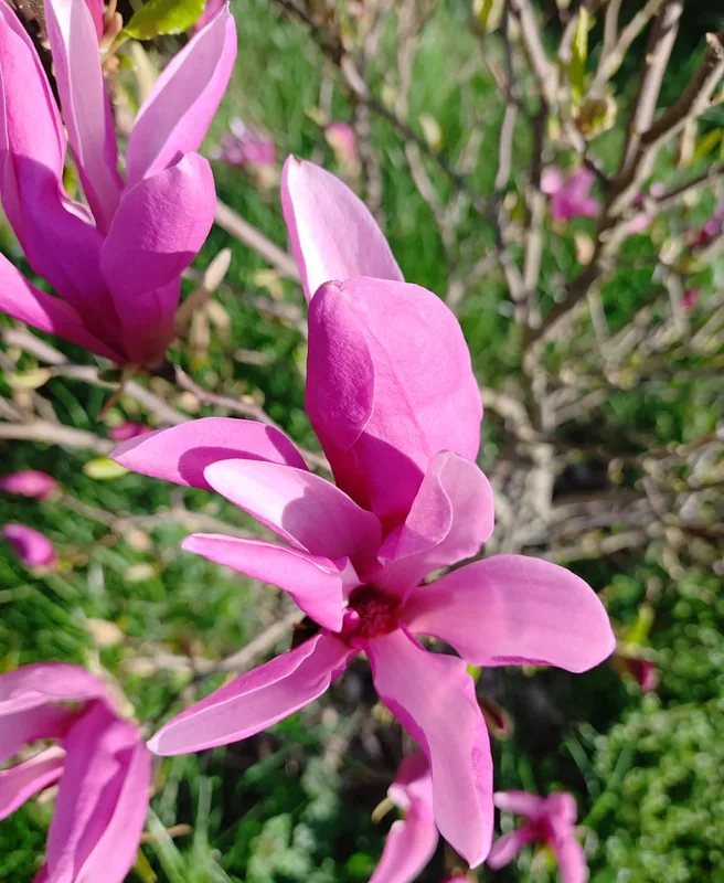 Deep pink magnolia flowers opening in the garden