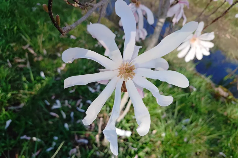 A white star magnolia flower in close detail
